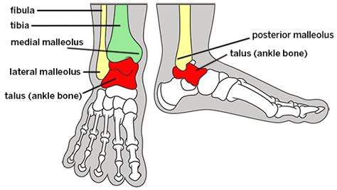 Ankle Replacement | HSS ranked #1 in US for Orthopedics