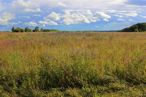 Wildflowers Russia Stock Image Image Of North Field 36261167