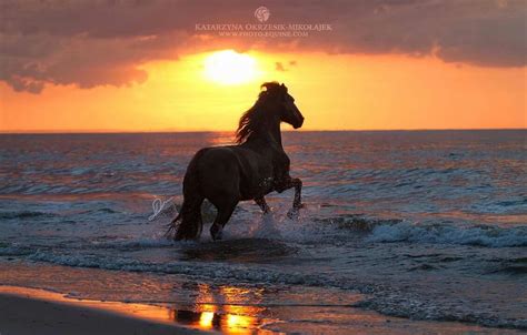 One Of My Favourite Photos Taken On The Beach Friesian Mare Silke