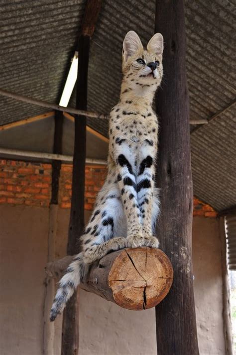 444 Best Savannah Cat Serval Images On Pinterest