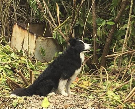 Tighar Used For Border Collies To Find Traces Of Human Remains On The Island Elite Readers