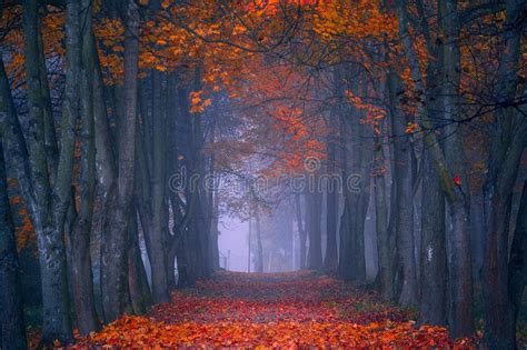 Autumn Fall Foggy Morning In The Maple Forest Stock Photo Image Of
