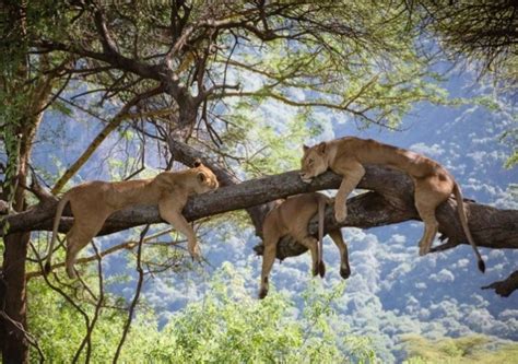 2022 Lake Manyara National Park Entrance Fees Lake Manyara Tour