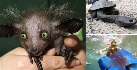 18 Very Rare Animals You Had No Idea They Exist. What the…?