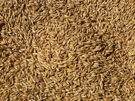 Barley Seeds Hulled Barley Barley Grass