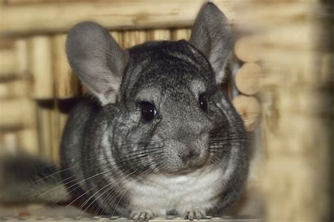 How Chinchillas Act Understand The Meaning Of Behaviors Caring For Pets