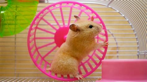 Teen Sex Will Make You Depressed — If Youre A Hamster