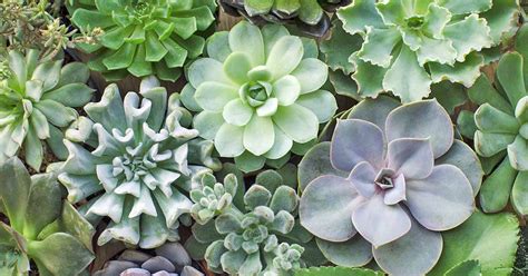 5 Tips On Making Your Succulents Grow Faster Unusualseeds