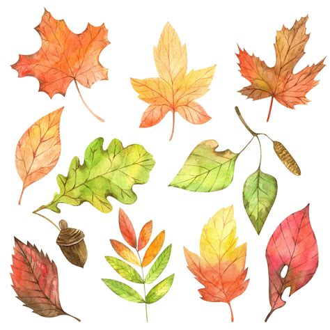 Autumn Leaves Watercolor Clip Art
