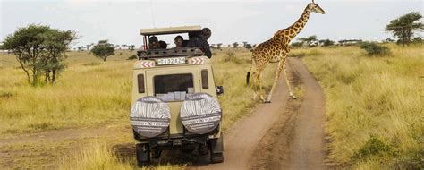 safari1-2 - Bobby Tours Tanzania Safaris, Tanzania Safari Tours and ...