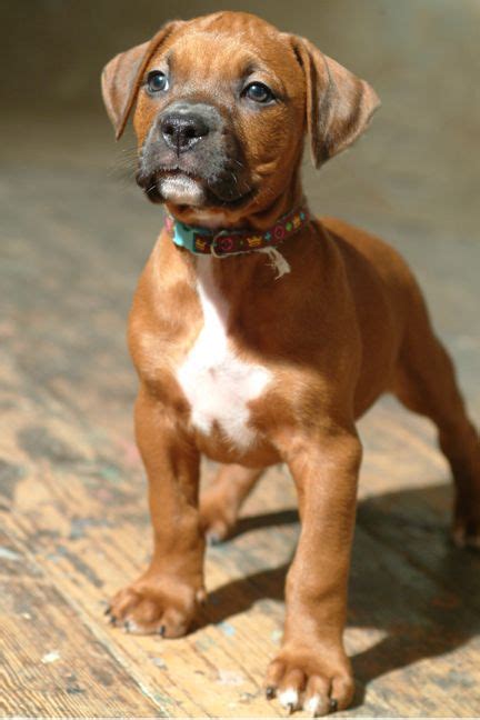 Boxer Mastiff Mix