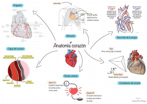 Mapa Mental Anatomía Del Corazón Cristina Santiago Udocz