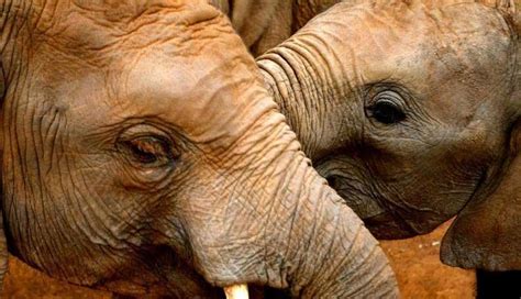 Overwhelming Number Of Orphaned Elephants Are Testing Rescuers Efforts