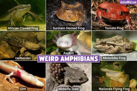Weird Amphibians List Of The Strangest Amphibians Pictures