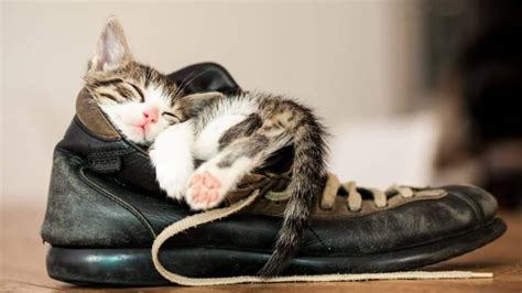 Why Do Cats Like Shoes 6 Reasons For This Odd Behavior