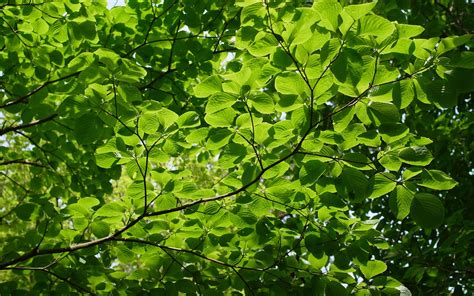 Summer Green Leaves Twigs Sun Wallpaper Nature And Landscape