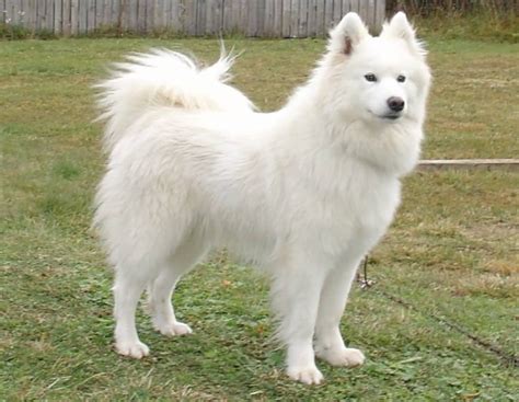 23 Samoyed Dog Full Size L2sanpiero