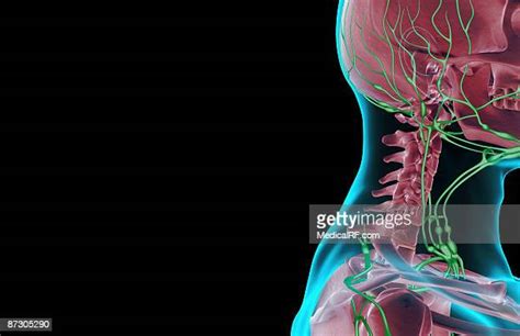 Cervical Lymph Node Photos And Premium High Res Pictures Getty Images