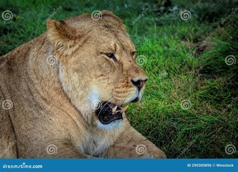 Majestic Lion Resting In The Tall Grass With His Eyes Closed And Mouth