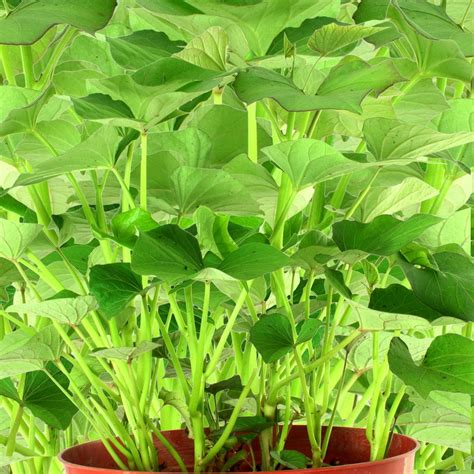 Growing Sweet Potatoes Indoors Top Tips And Facts