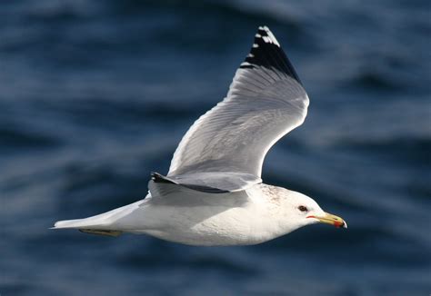 California Gull Larus Californicus