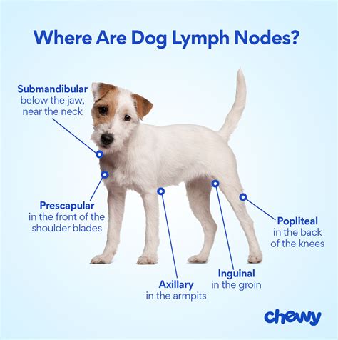 Swollen Lymph Nodes In Dogs Causes And Treatment Bechewy
