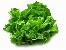 Wallpaper Gift of Nature Amazing Health Benefits of Lettuce
