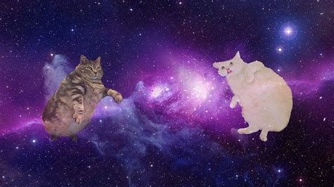 Cats In Space Kitten In Space Hd Wallpaper Pxfuel