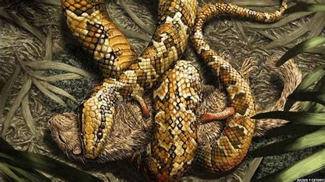Four Legged Prehistoric Snake Offers Clues About The Reptiles Evolution