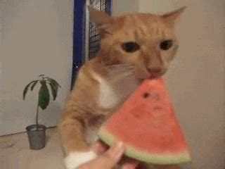 Cats Eating GIFs Find Share On GIPHY