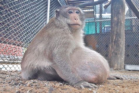 What Uncle Fat Teaches Us About Public Health Unclefat Monkey Thai