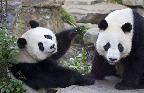 With more than 1700 animals and over 200 acres, the zoo is the most affordable fun in kansas city. 2015 Giant Panda Breeding Season Underway - Zoos SA