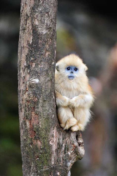 Adorable Monkey Babies Youll Fall In Love With Nature Babamail