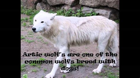 Arctic Wolf Facts Youtube