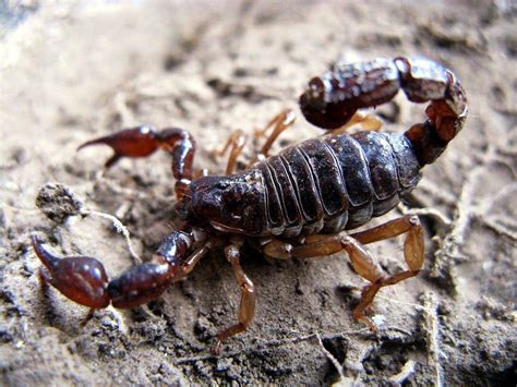 Scorpion Arachnids Wallpapers Wallpaper Cave