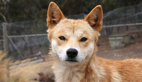 Eyes Of The Dingo Provide Insight Into How Dogs Became Our Companions