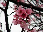 昭和櫻 | 永和社大社區資訊社 | Flickr