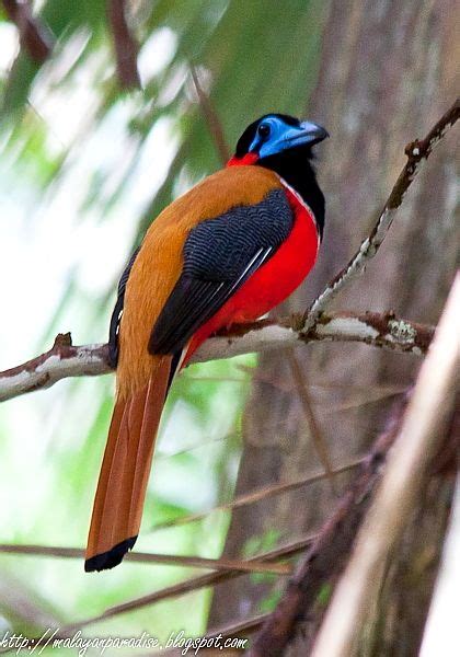 South East Asia Birds Malaysia Birds Paradise Male Red Naped Trogon