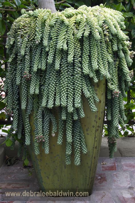 When a cactus tree dies you can see what it is made of: Pin by Leslee Kouklis on Awesome cactus and other green ...
