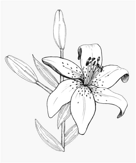 Tiger Lilly Flower Drawing Tiger Lilies Drawing At Getdrawings Free