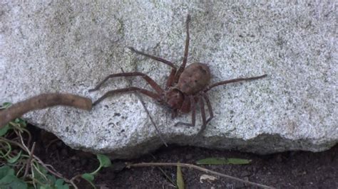 Awa Brown Huntsman Spider Heteropoda Venatoria Youtube