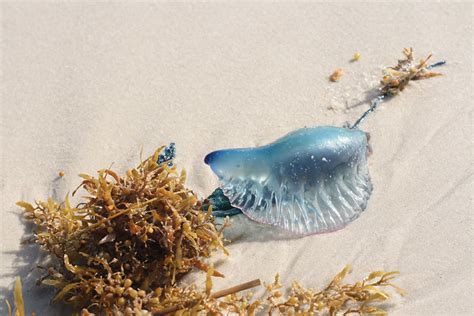 Jellyfish Gulf Shores Cheryl Flickr