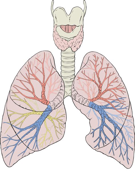 Respiratory System Human Bio Project