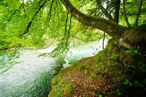 Natural River Free Photo Download Freeimages
