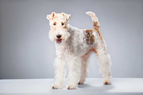 Are Wire Fox Terrier Good With Kids