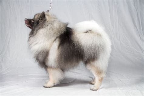 Illustration Of The Keeshond Breed Standard Akc Dog Breeds Easiest