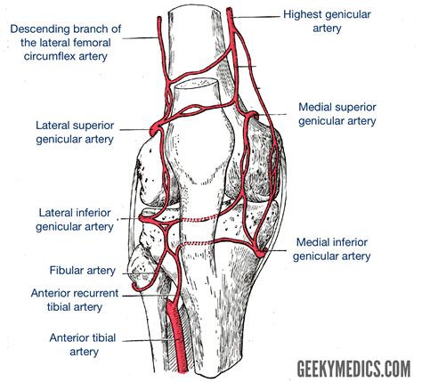 Knee Joint Anatomy Geeky Medics
