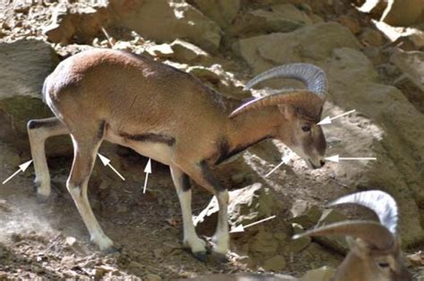 Cyprus Mouflon Ovis Gmelini Ophion Ralfs Wildlife And Wild Places