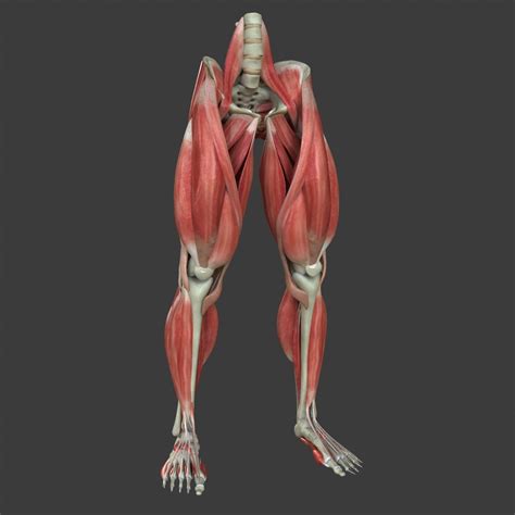Maya Muscle Leg Medical Edition