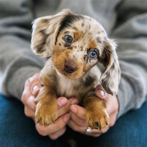 Small Dog Breeds With Blue Eyes